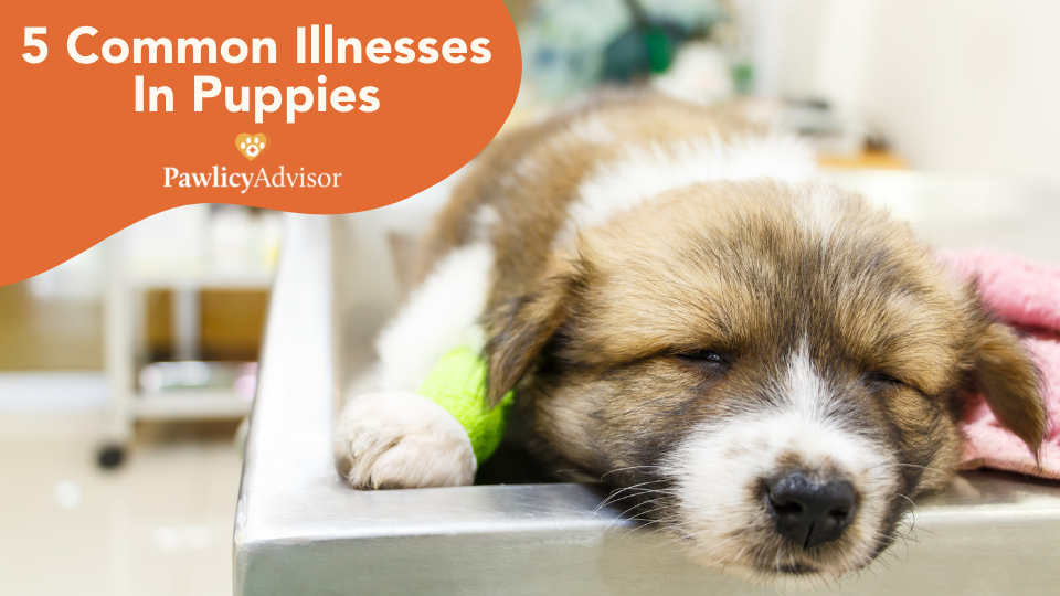 common puppy illnesses