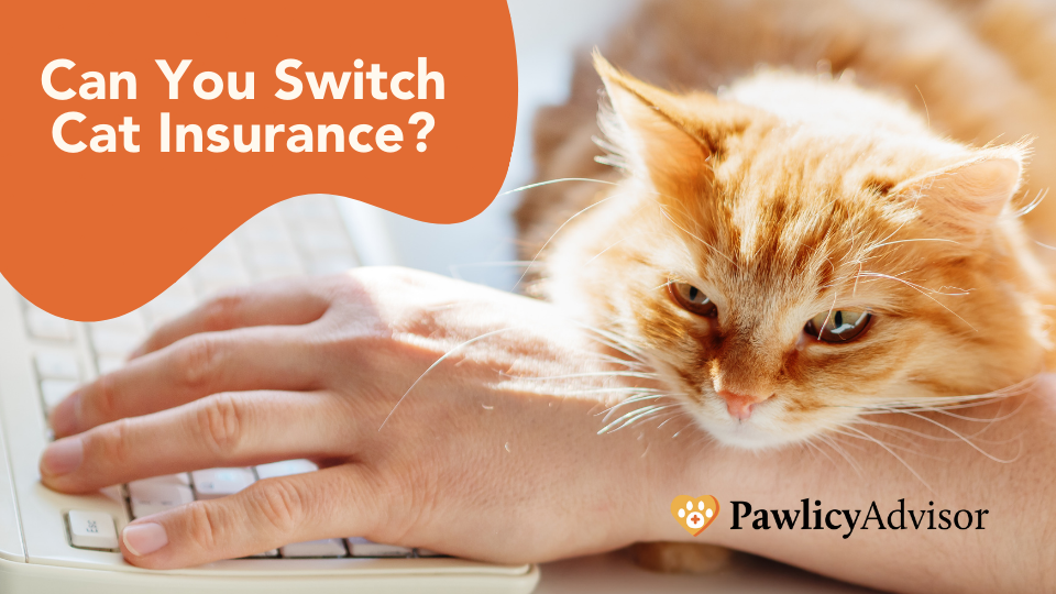 switch cat insurance online
