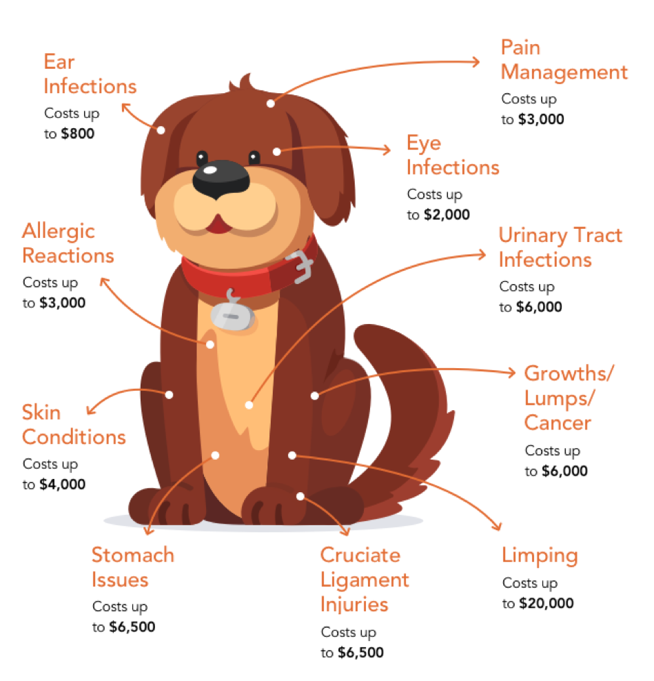 Compare Top-Rated Dog Insurance Companies And Save | Pawlicy Advisor