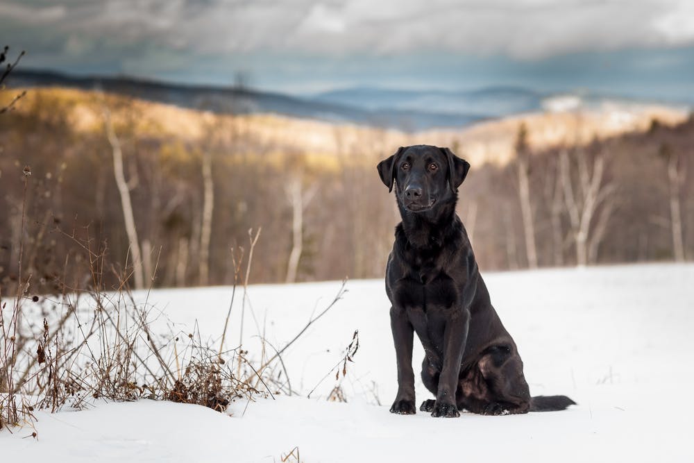 Best Pet Insurance in Vermont 2023 | Pawlicy Advisor