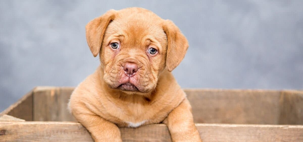 cute puppy in a box