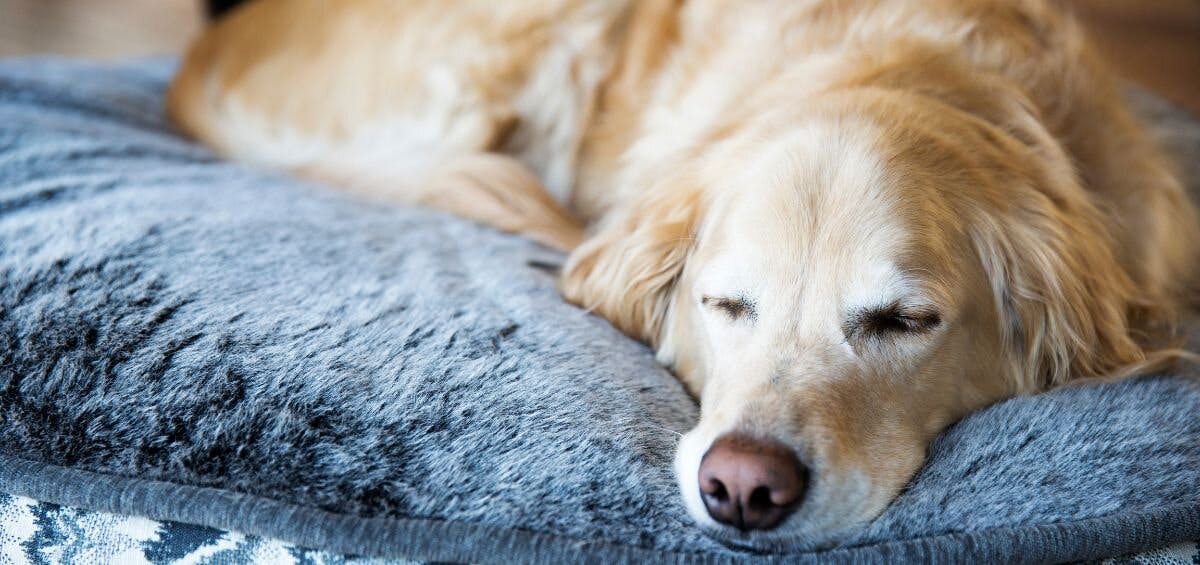 old dog with arthritis sleeping