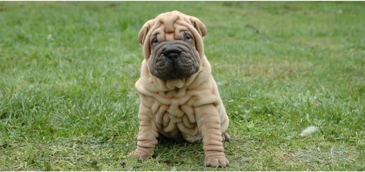 shar-pei puppy sitting on grass