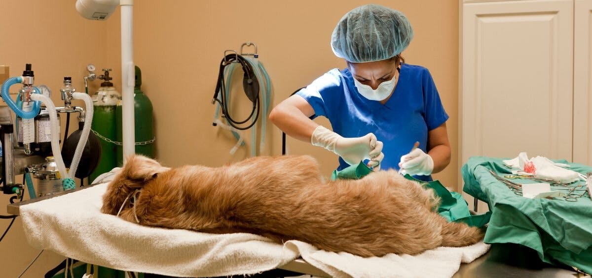 vet removing a dog lipoma