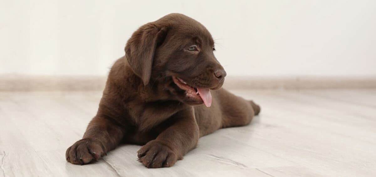 cute chocolate lab puppy on floo