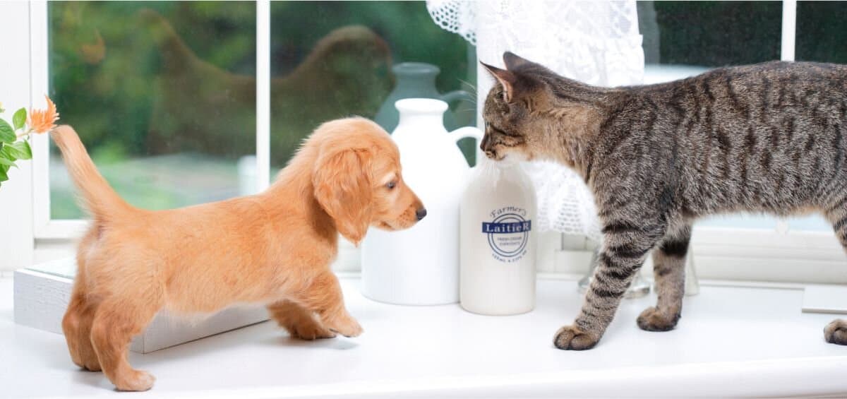 dog and cat in kitchen