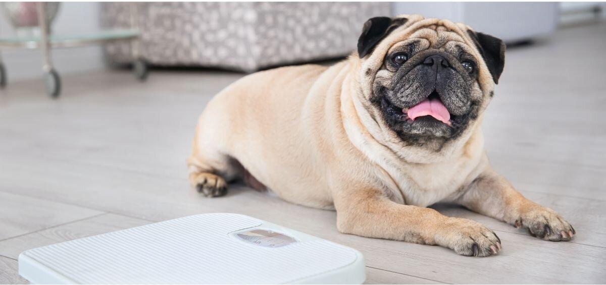 puppy next to weight scale