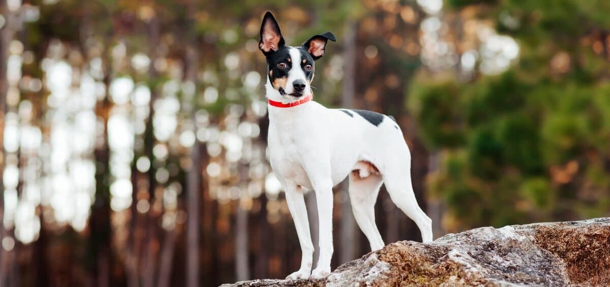 rat terrier on a big rock