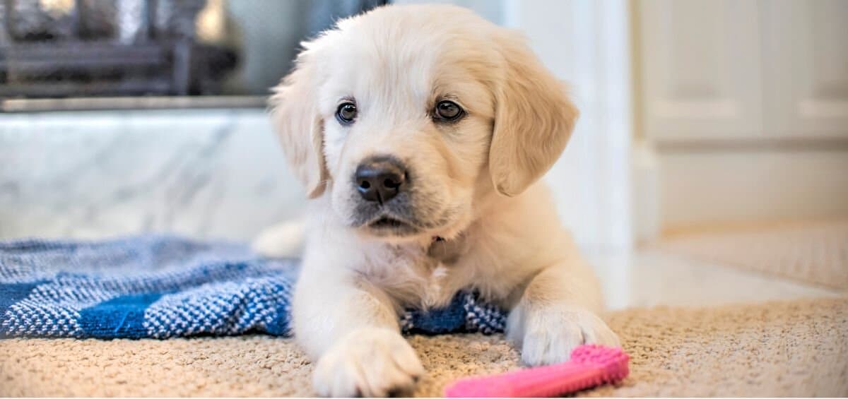 puppy with pink crocheted bone