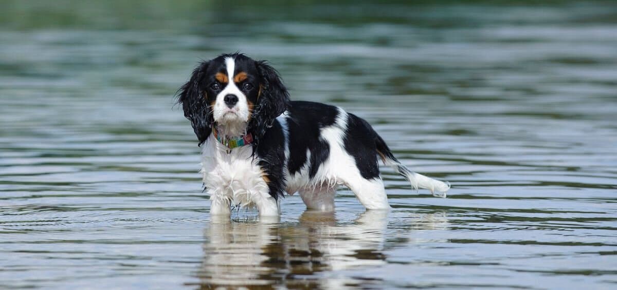 king charles puppy in water