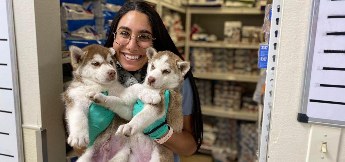 veterinarian caring for dog