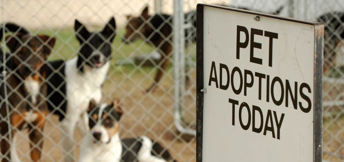 dog adoption guide