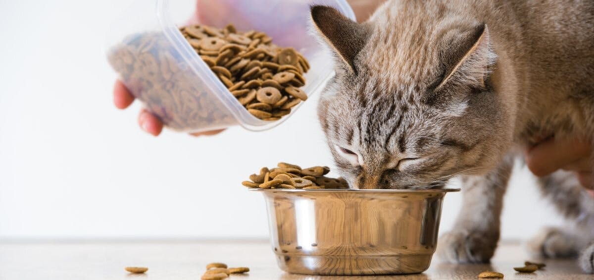 person feeding cat from bowl