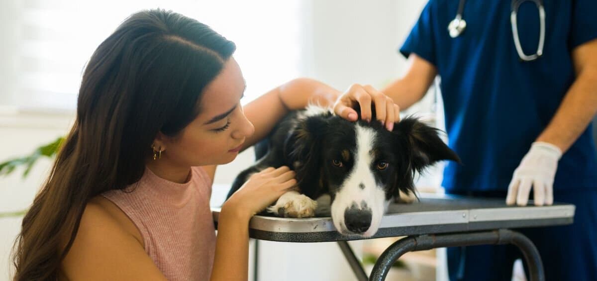 Is there any pet insurance that covers pre-existing conditions? Pawlicy Advisor will find the ideal plan even if your pet has a pre-existing condition!