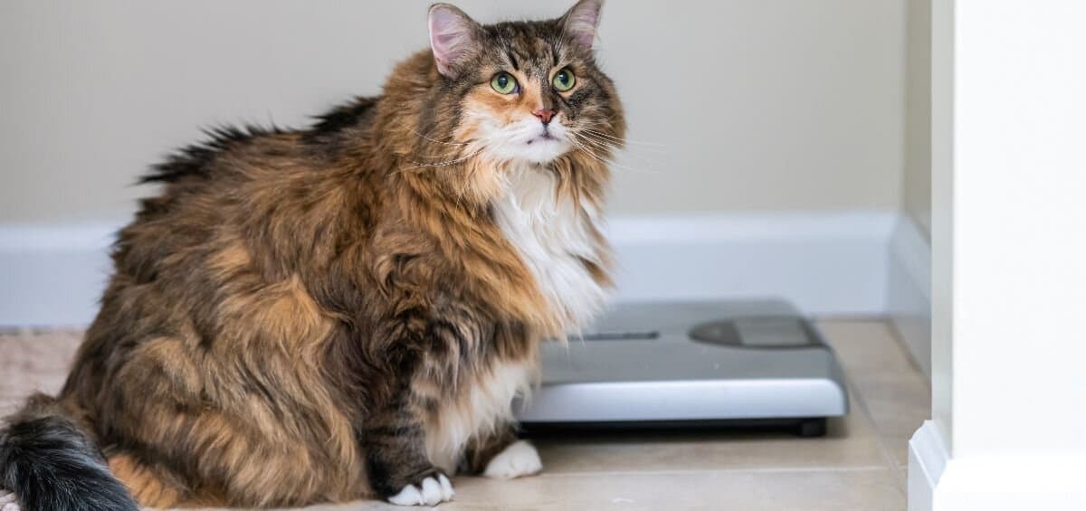 fat cat sitting next to a weighing scale