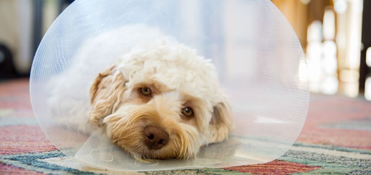 dog wearing a cone after neutering