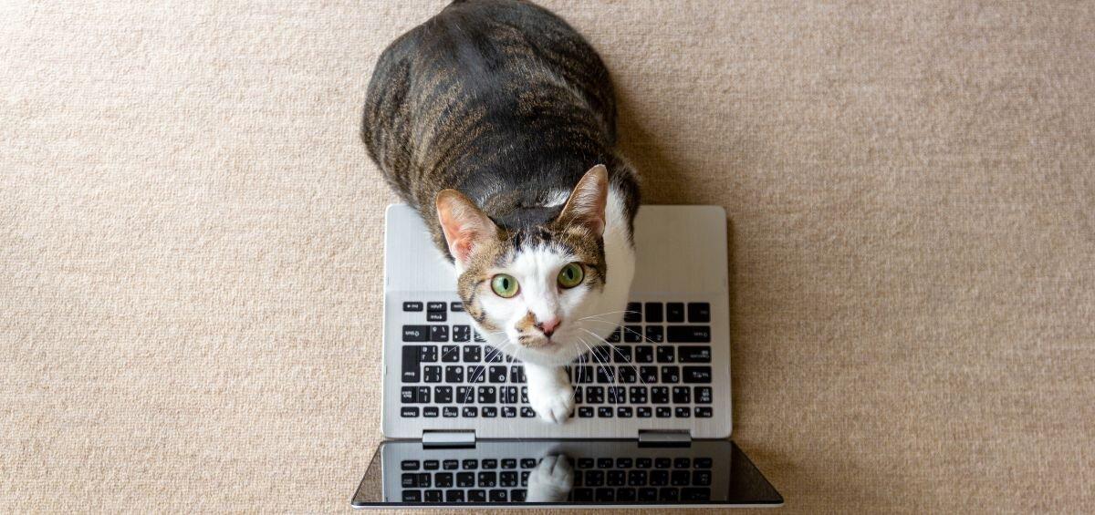 pet cat on laptop