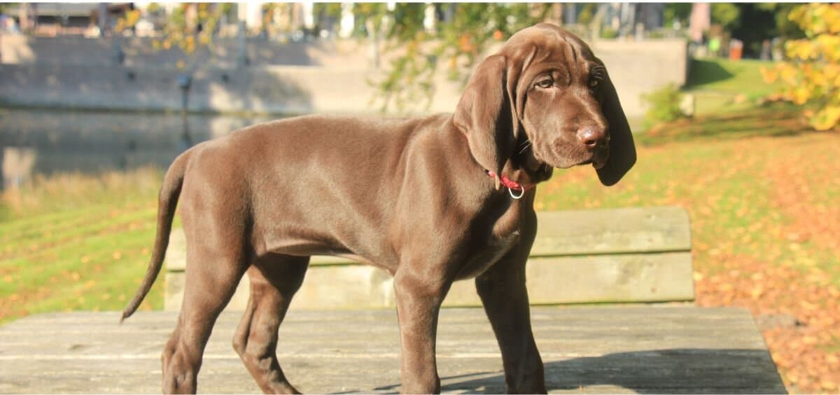 German Shorthaired Pointer Growth & Weight Chart | Pawlicy Advisor