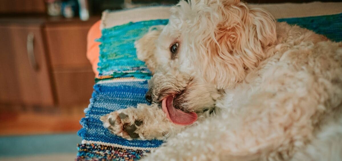 white dog licking paw