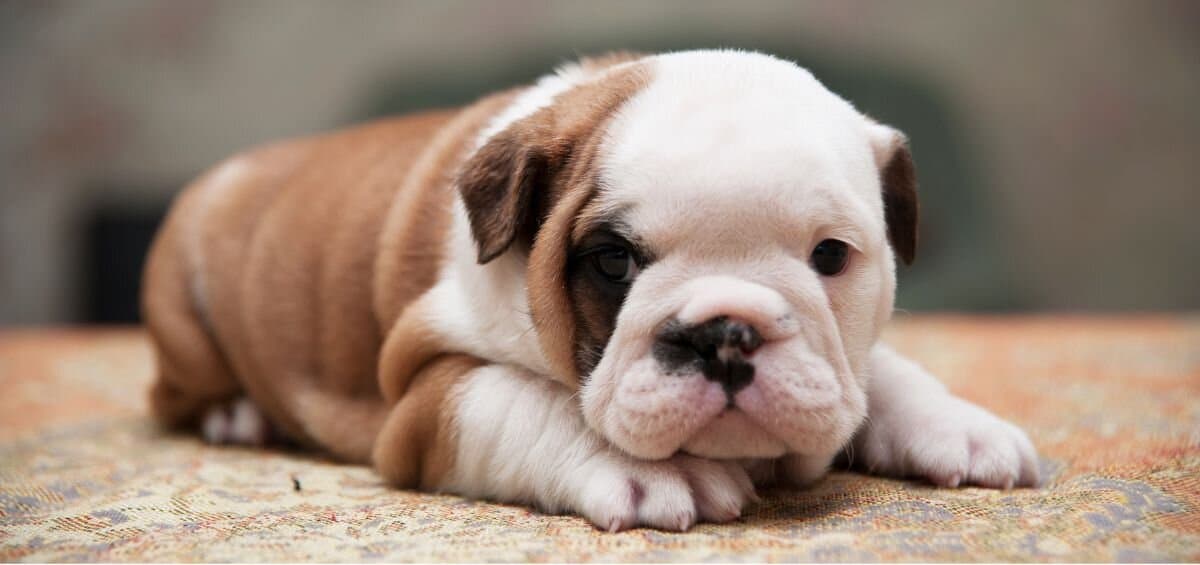 American Bulldog Puppy lying down on carpet