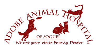 Adobe Animal Hospital Of Soquel Logo