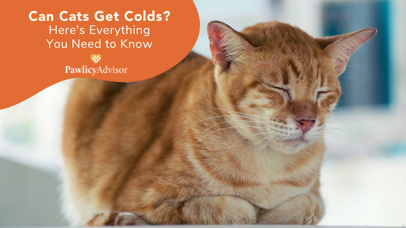 Can Cats Get Colds Heres Everything You Need To Know Pawlicy Advisor 1078