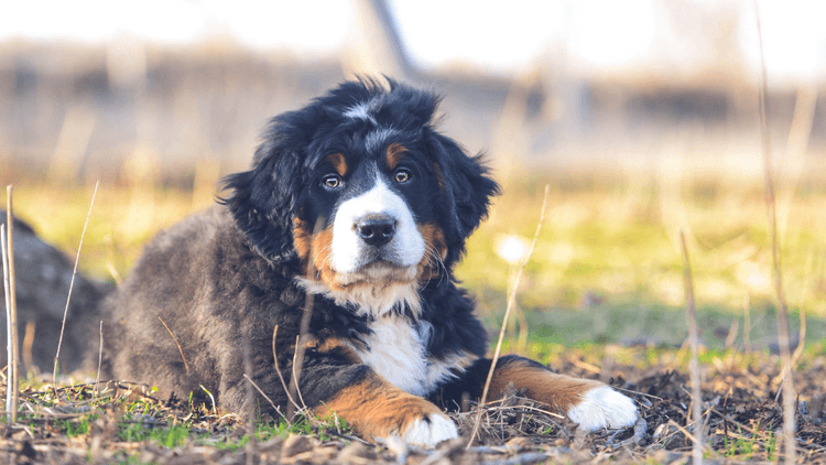 Bernese Mountain Dog Growth & Weight Chart: Everything You Need to Know