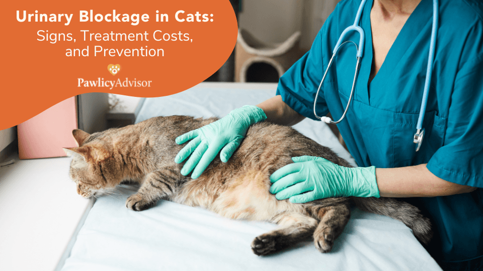 Can Stress Cause Bladder Blockage In Cats