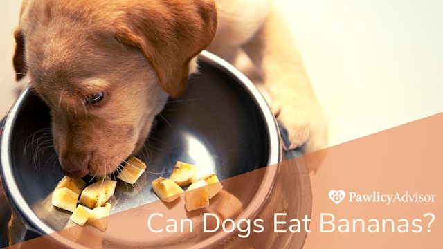 Can Dogs Eat Bananas: Everything You Need to Know | Pawlicy Advisor