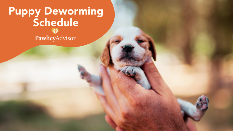Puppy Deworming Schedule Everything You Need To Know Pawlicy Advisor