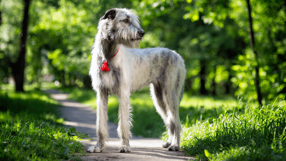 irish-wolfhound-growth-chart-male-female-size-by-age-pawlicy-advisor