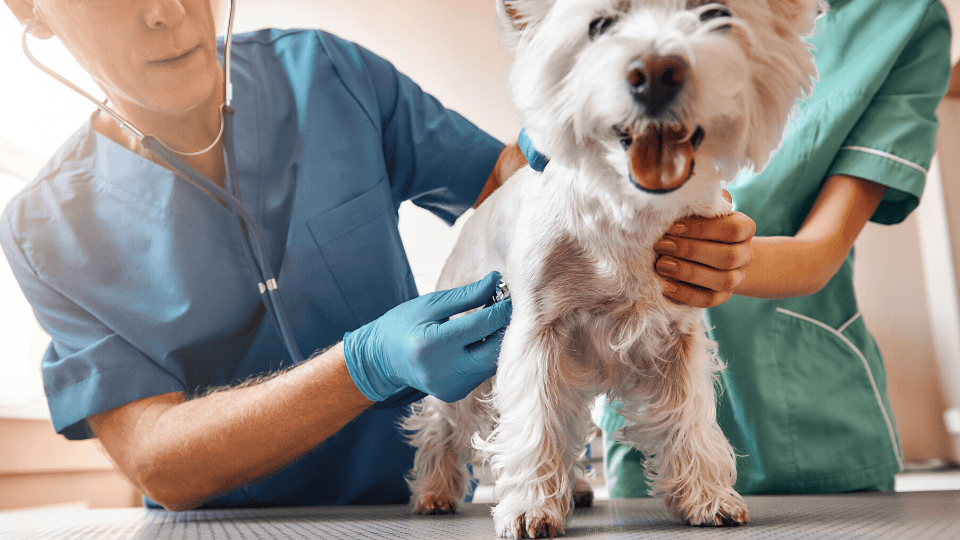 how-much-does-a-vet-visit-cost-here-s-everything-you-need-to-know