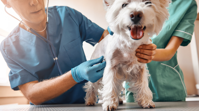 how-much-does-a-vet-visit-cost-here-s-everything-you-need-to-know