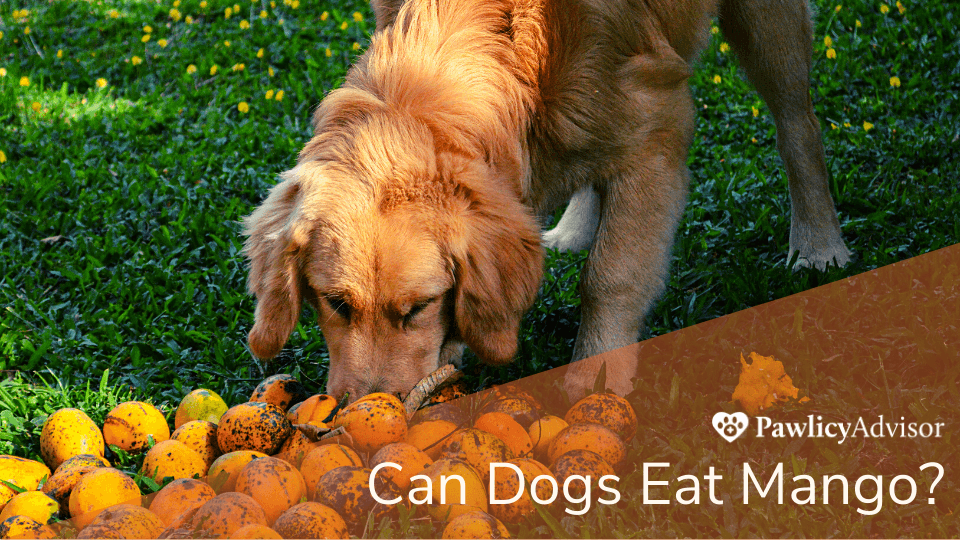 Can Dogs Eat Mango? Here's Everything You Need to Know Pawlicy Advisor