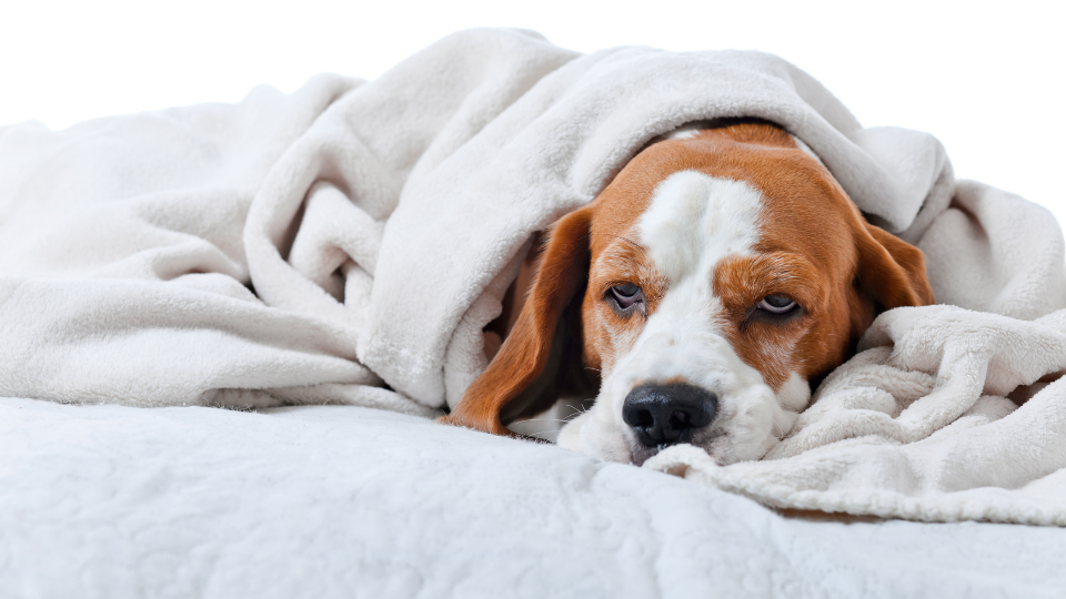 Do Dogs Get Colds? Here's Everything You Need To Know Pawlicy Advisor