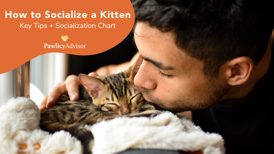 How To Socialize A Kitten Key Tips + Socialization Chart Pawlicy Advisor