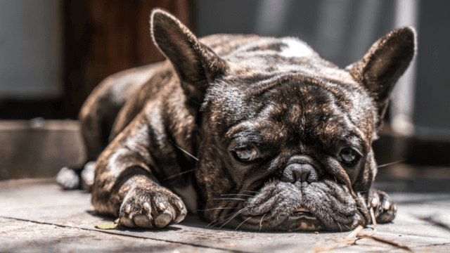 dog-has-an-upset-stomach-5-home-remedies-to-help-pawlicy-advisor