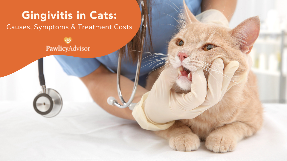 Gingivitis In Cats Causes Symptoms And Treatment Cost Pawlicy Advisor