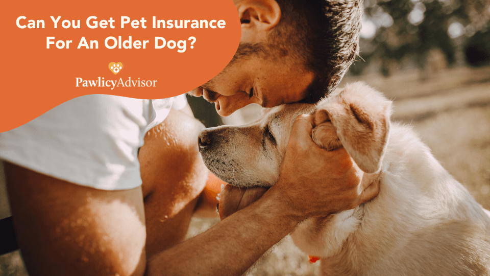 Can You Get Pet Insurance For An Older Dog? Pawlicy Advisor