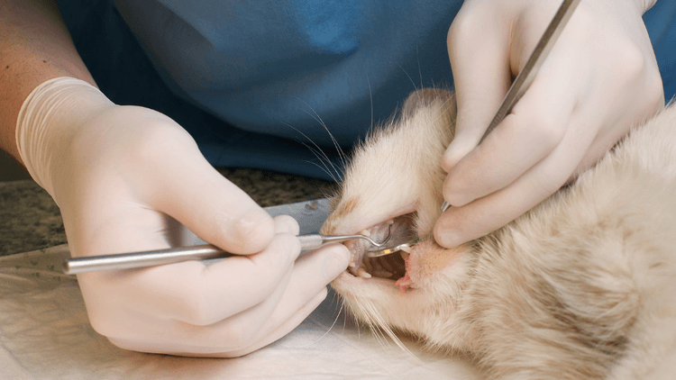 how-much-does-a-cat-dental-cleaning-cost-pawlicy-advisor