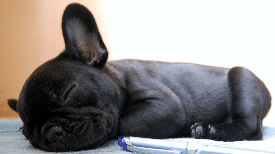 French Bulldog Growth & Weight Chart Everything You Need To Know