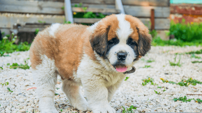 Saint Bernard Growth & Weight Chart: Everything You Need to Know ...