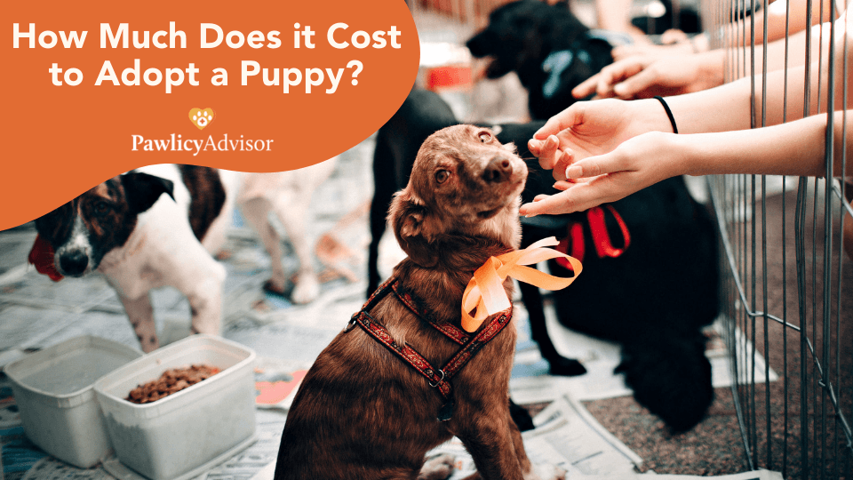 How Much Does A Puppy Cost? Here's Everything You Need to Know