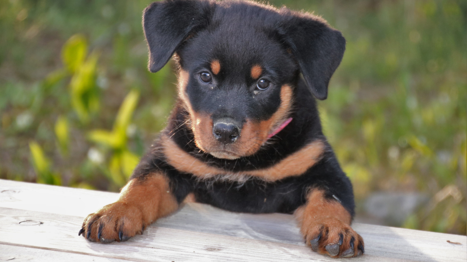 Rottweiler Growth & Weight Chart Everything You Need To Know Pawlicy