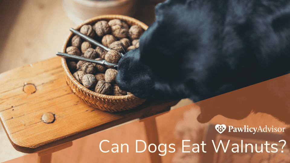 Can Dogs Eat Walnuts? Here's Everything You Need to Know Pawlicy Advisor