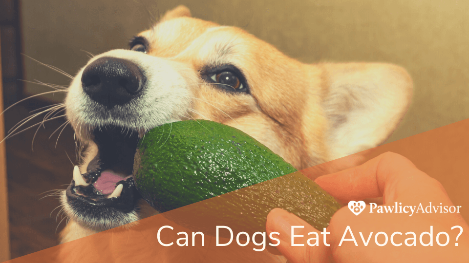 Can Dogs Eat Avocado? Here's Everything You Need to Know Pawlicy Advisor