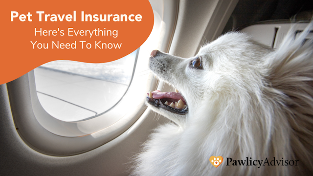 pet international travel insurance