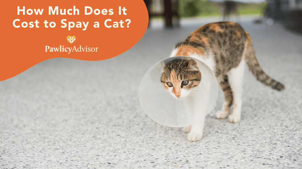 How Much Does It Cost To Spay A Cat? Everything You Need To Know