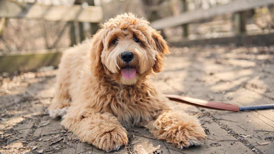 Labradoodle Growth & Weight Chart Everything You Need to Know