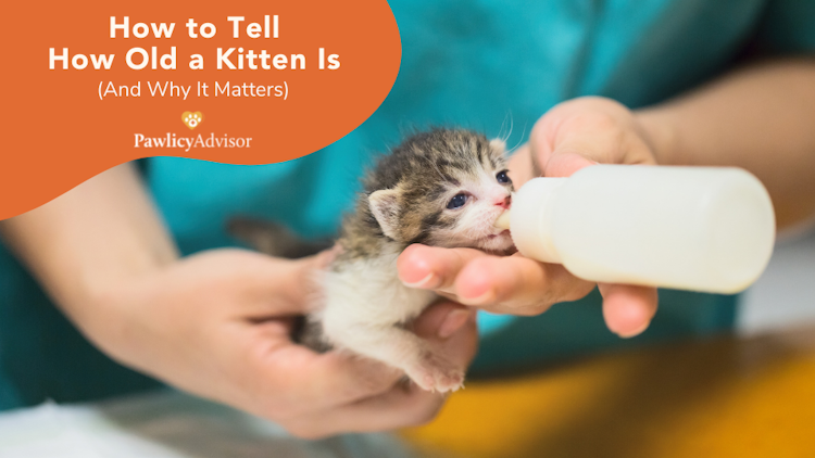 How To Tell How Old A Kitten Is (And Why It Matters) | Pawlicy Advisor